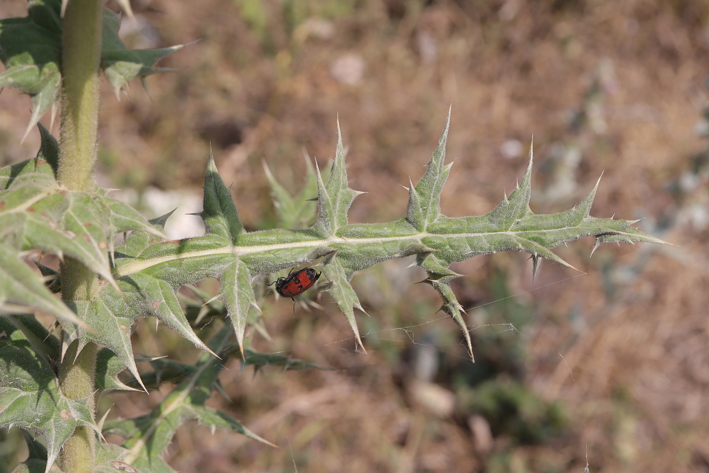 Image of Echinops sphaerocephalus specimen.