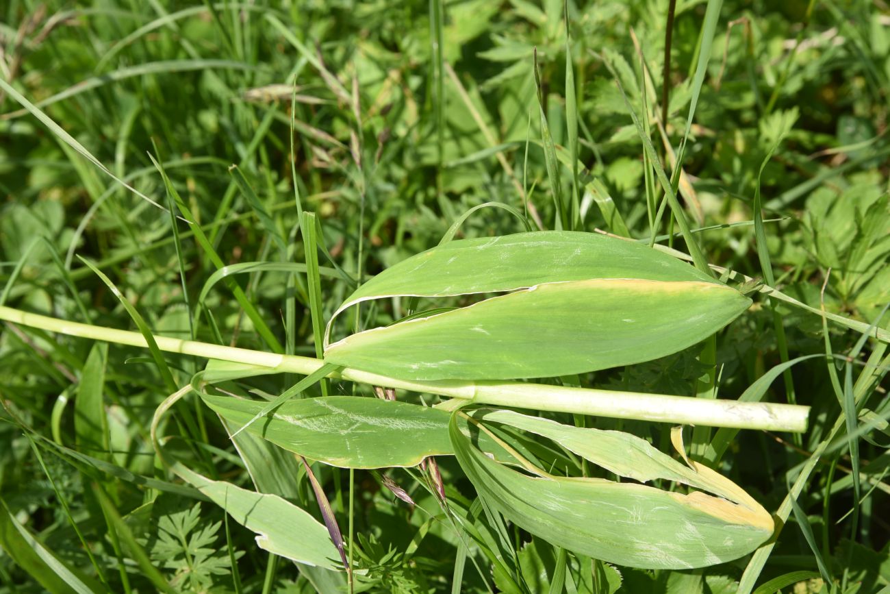 Image of Allium victorialis specimen.