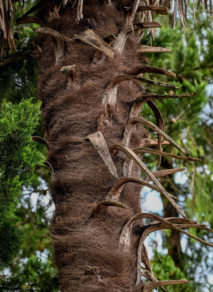 Image of Trachycarpus fortunei specimen.