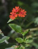 Lychnis chalcedonica