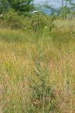 Daucus carota