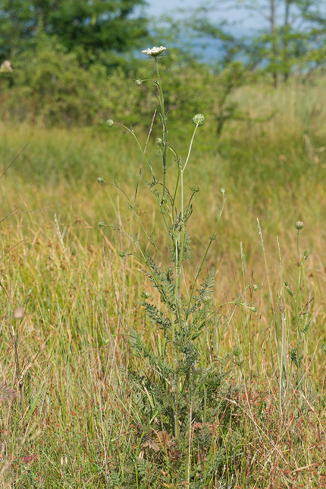 Изображение особи Daucus carota.