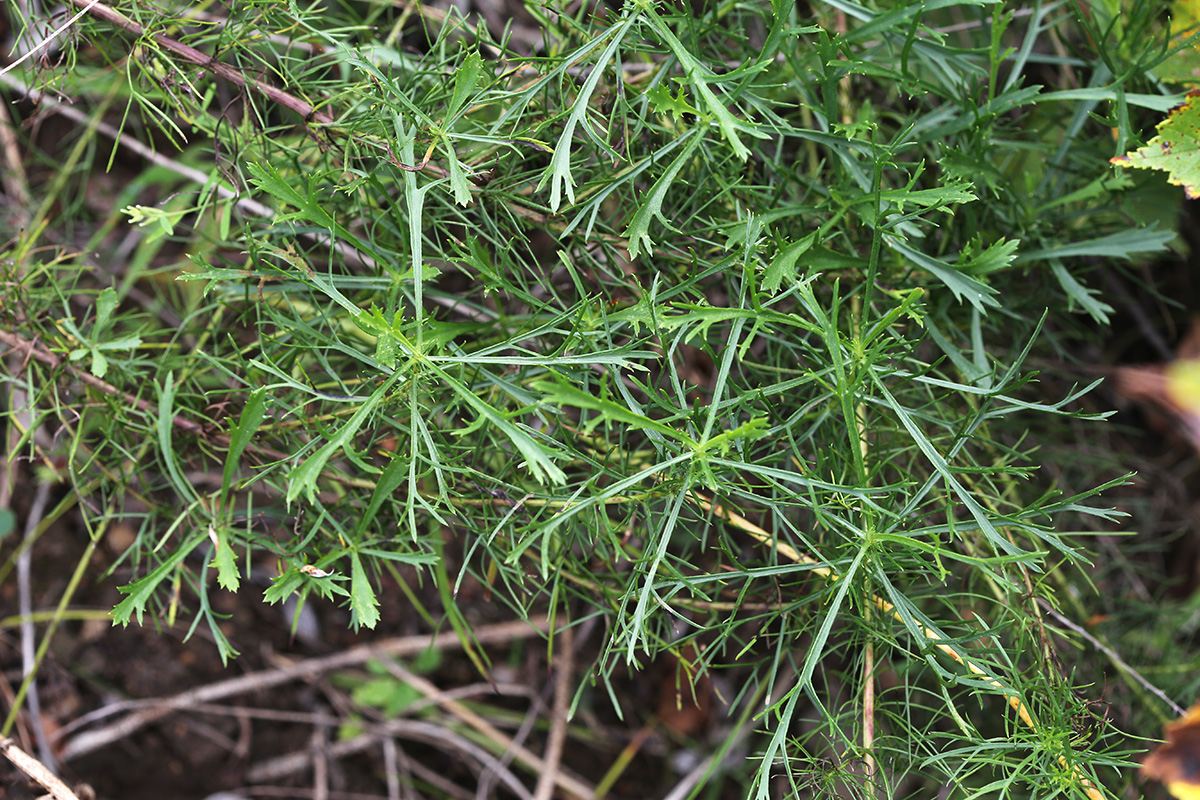 Изображение особи Artemisia macilenta.