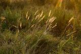 Calamagrostis epigeios. Сухие плодоносящие растения. Оренбургская обл., Переволоцкий р-н, Родничнодольский сельсовет, окр. с. Родничный Дол, степь. 6 сентября 2023 г.