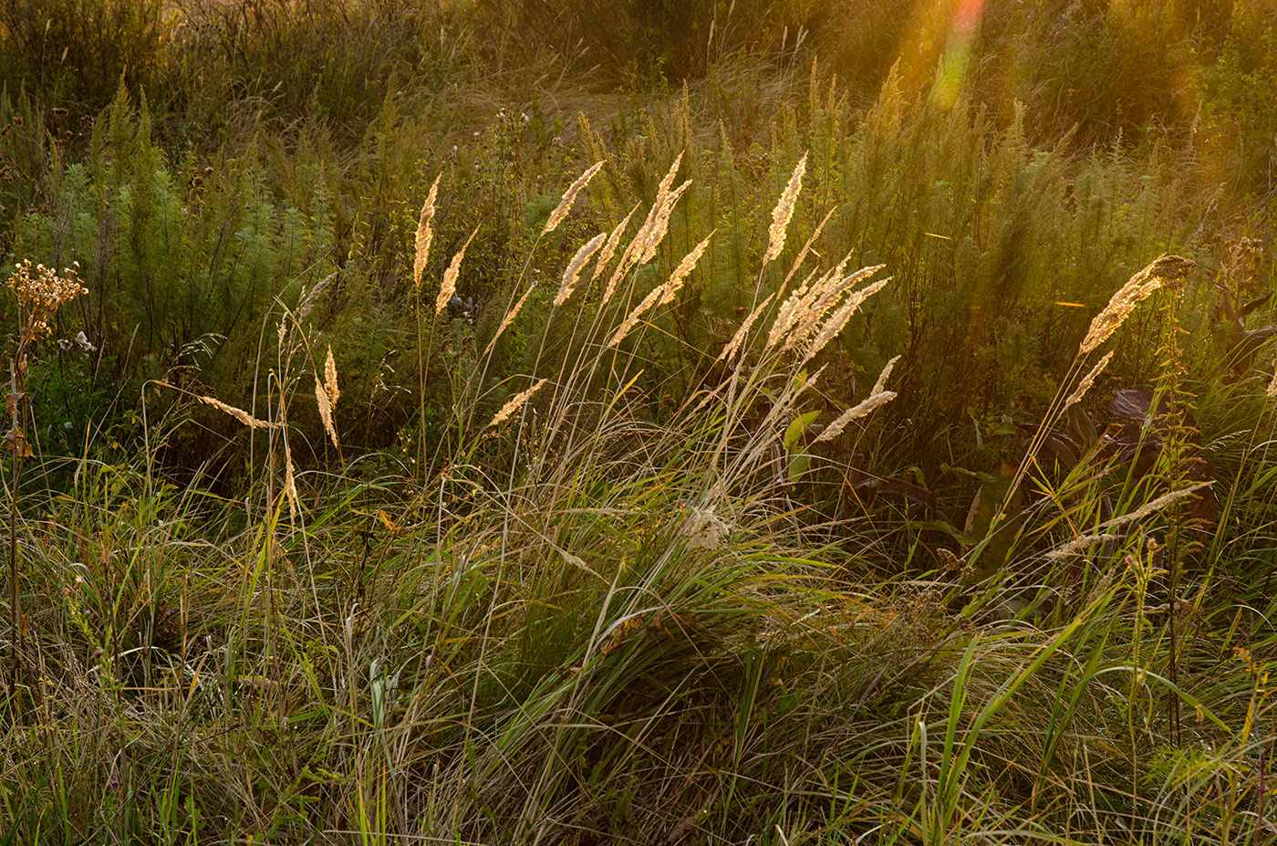 Изображение особи Calamagrostis epigeios.