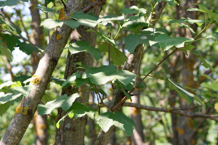 Image of Acer pseudoplatanus specimen.