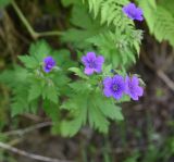 род Geranium. Цветки. Чечня, Шаройский р-н, западный склон пер. Цумандинский, выс. ок. 2150 м н.у.м., бровка небольшого леса. 24 июня 2024 г.