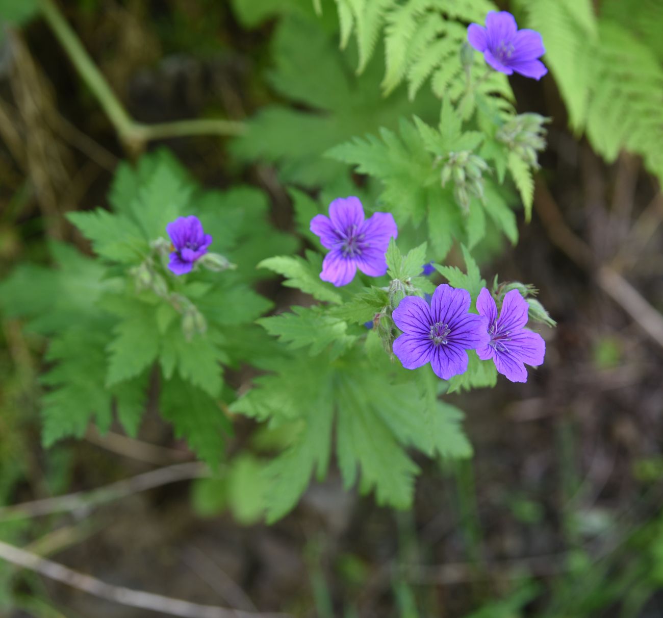 Изображение особи род Geranium.