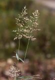 Eragrostis minor. Верхушки побегов с соплодиями. Приморский край, г. Находка, отсыпка из камня на пустыре. 18.09.2024.