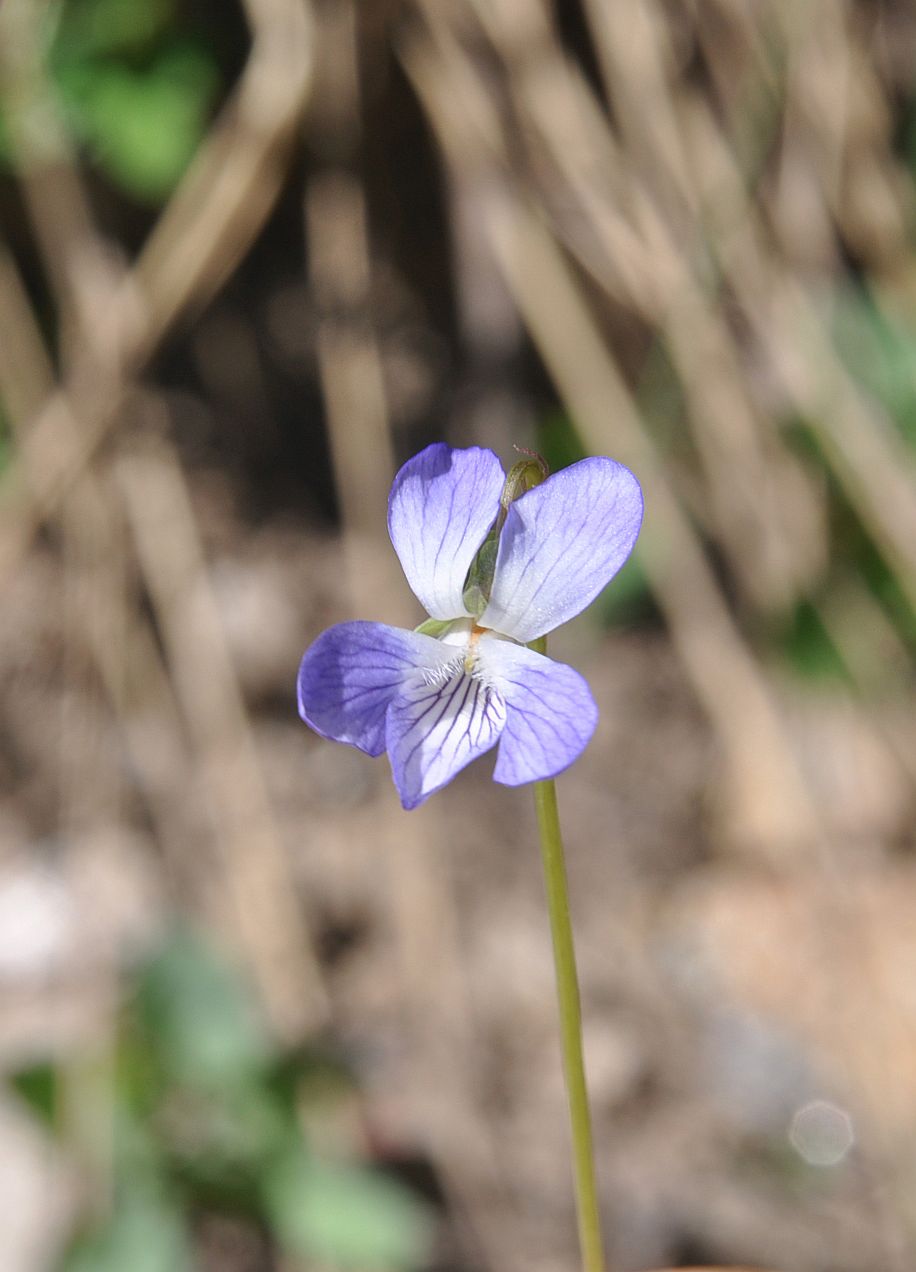 Изображение особи род Viola.