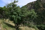 Acer turkestanicum