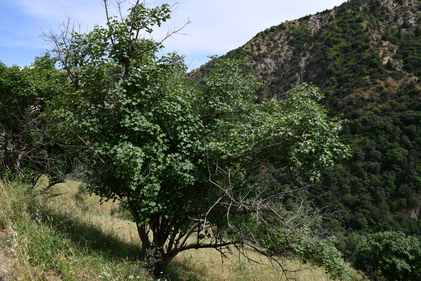 Image of Acer turkestanicum specimen.