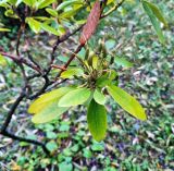 род Rhododendron