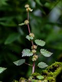 семейство Urticaceae