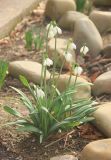 Galanthus plicatus