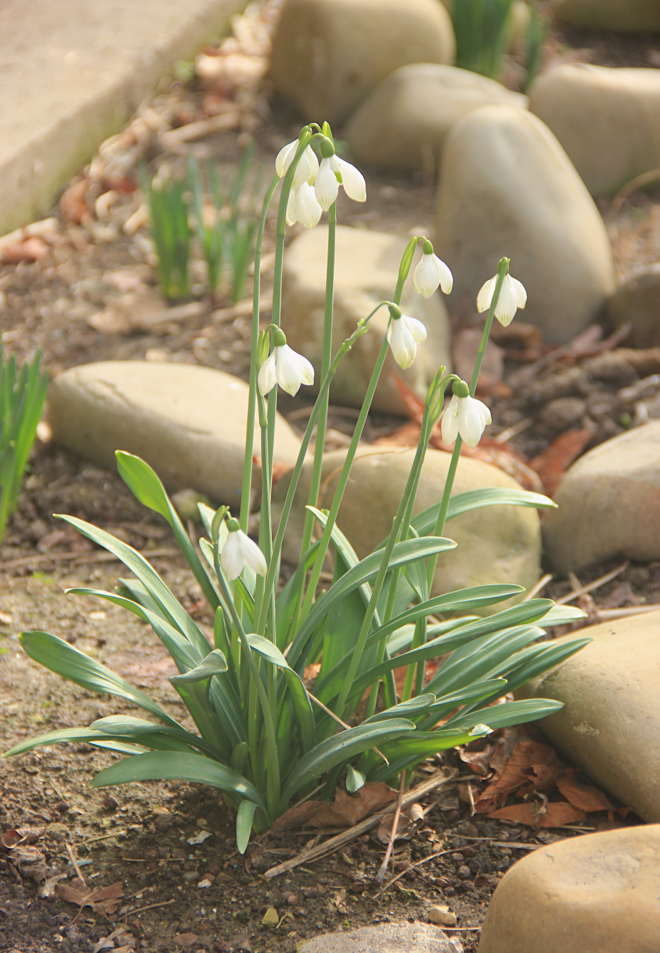 Изображение особи Galanthus plicatus.