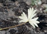 Potentilla vulcanicola. Лист (видна абаксиальная поверхность). Камчатский край, Елизовский р-н, природный парк \"Вулканы Камчатки\", южный участок, кластер \"Налычевский\", памятник природы \"Экструзия Верблюд\", каменистая осыпь. 11.08.2024.