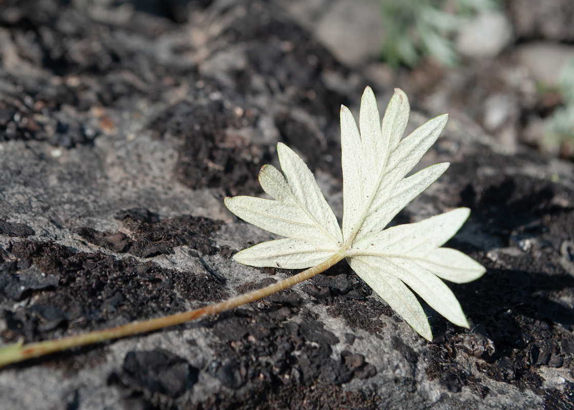 Image of Potentilla vulcanicola specimen.