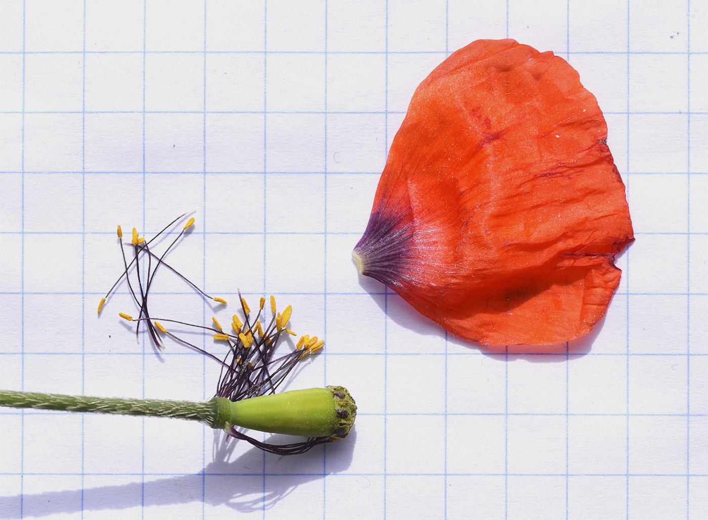 Image of Papaver pinnatifidum specimen.