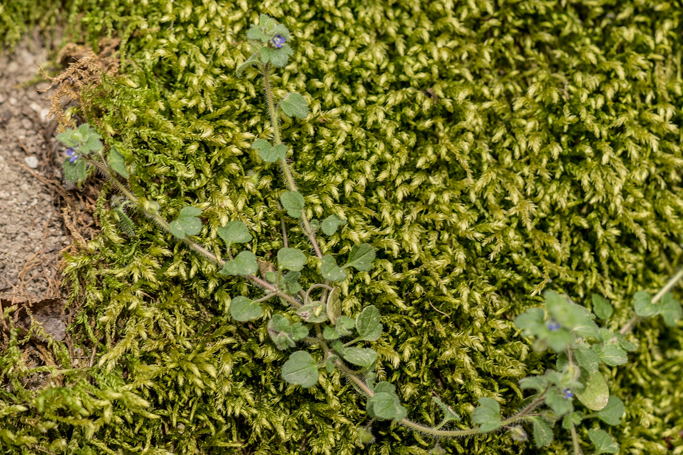 Image of Veronica hederifolia specimen.