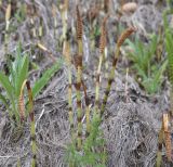 Equisetum telmateia