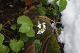 Pachyphragma macrophyllum. Цветущее растение. Республика Адыгея, Майкопский р-н, 1 м от берега р. Сюк рядом с переправой, под камнем. 10 апреля 2025 г.