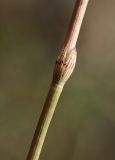 View full-size image Equisetum pratense