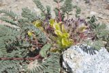View full-size image Astragalus charguschanus