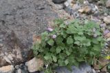 View full-size image Lamium garganicum