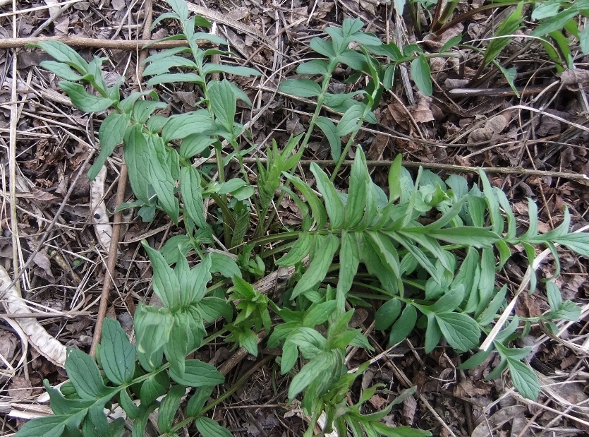 Image of genus Valeriana specimen.