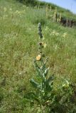 View full-size image genus Verbascum