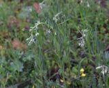 View full-size image unknown species