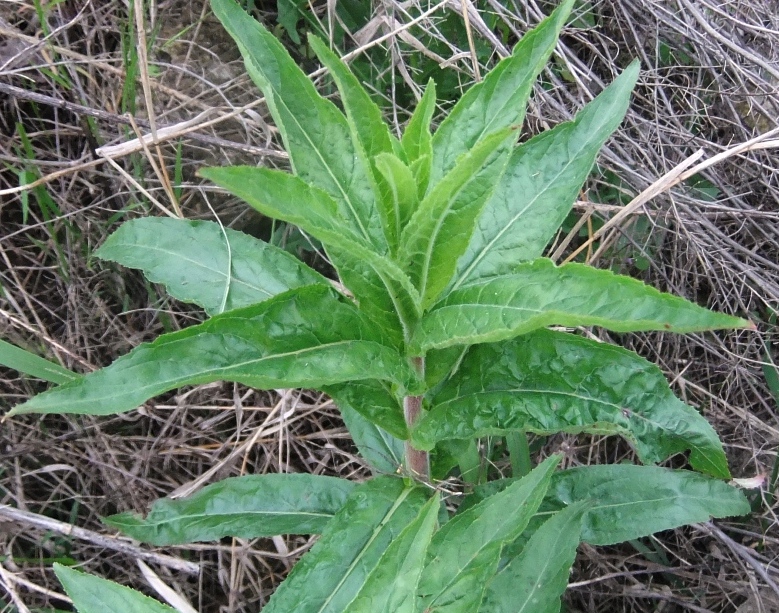 Image of Epilobium hirsutum specimen.