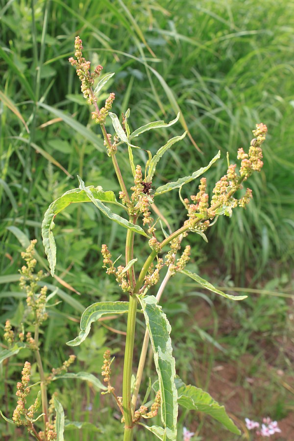 Изображение особи Rumex aquaticus.