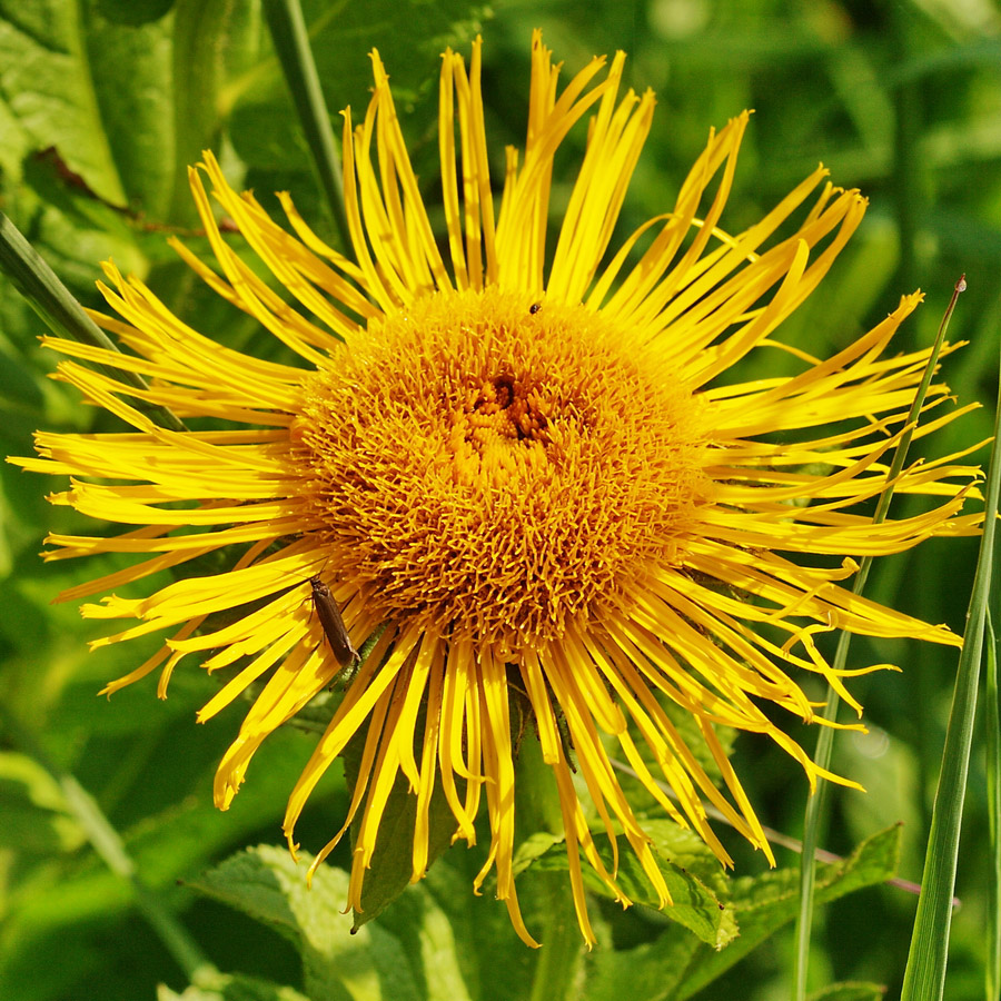 Image of Inula grandiflora specimen.