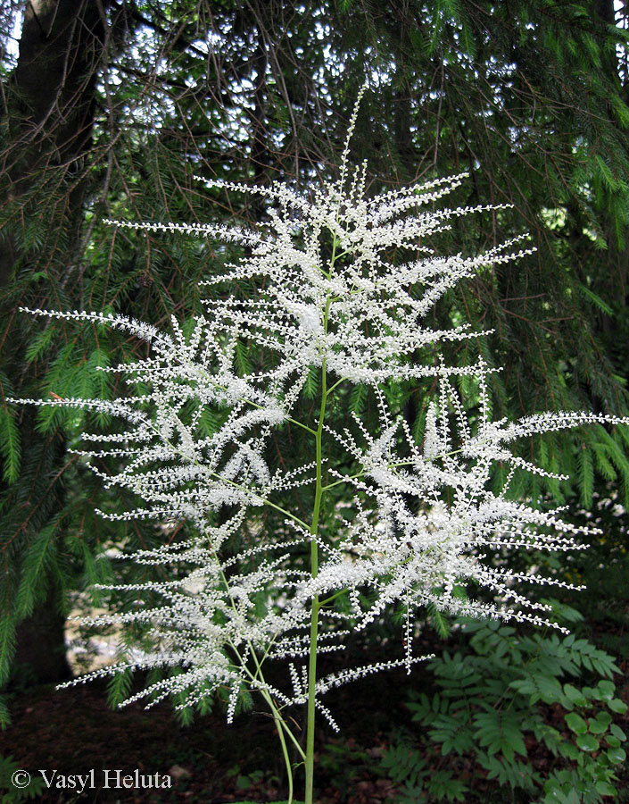 Image of Aruncus sylvestris specimen.