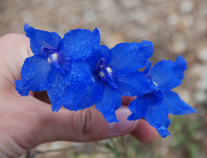 Image of Delphinium grandiflorum specimen.