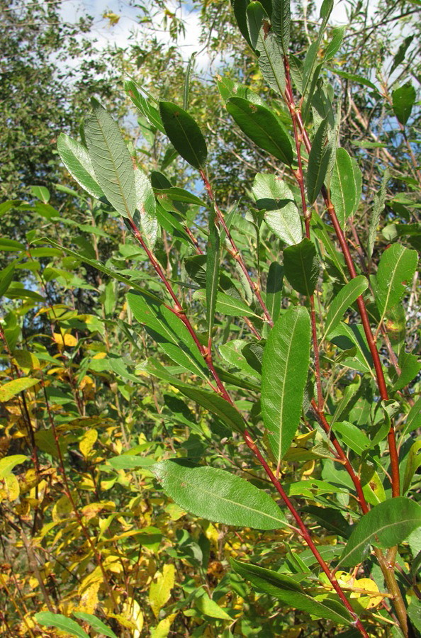 Image of Salix &times; myrtoides specimen.