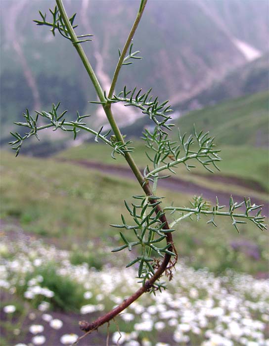 Image of Anthemis iberica specimen.