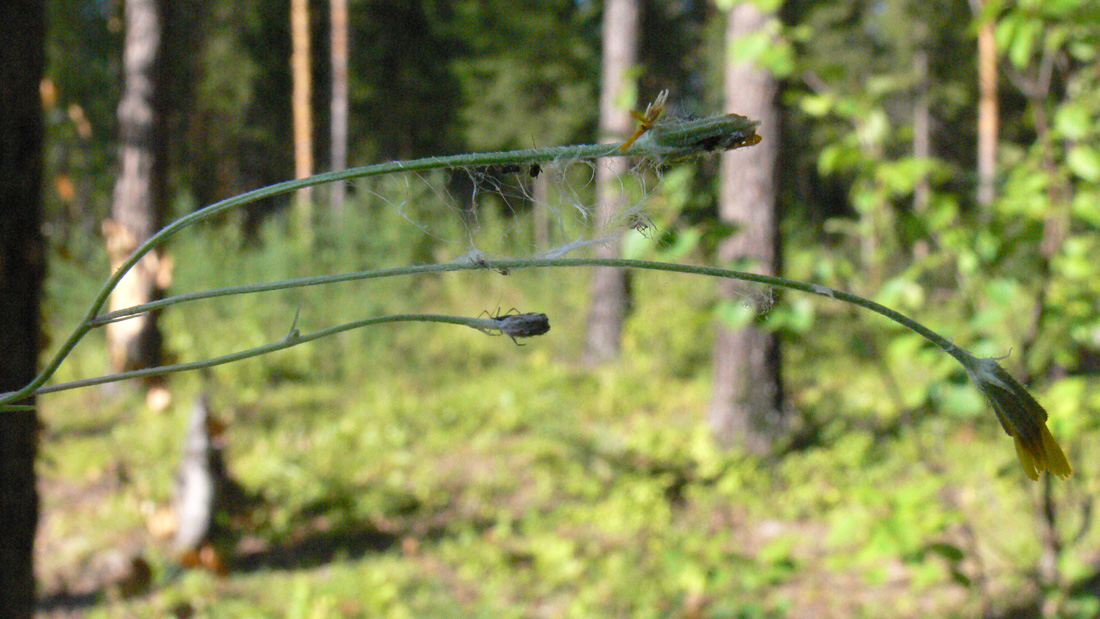 Image of Crepis tectorum specimen.