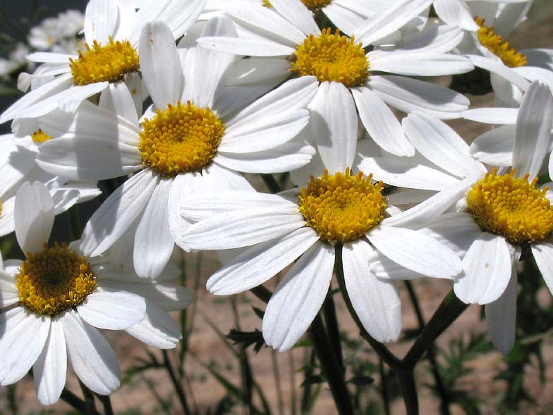 Image of Pyrethrum corymbosum specimen.