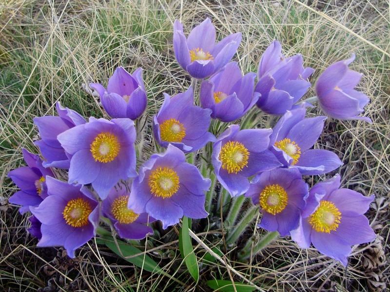 Изображение особи Pulsatilla patens.