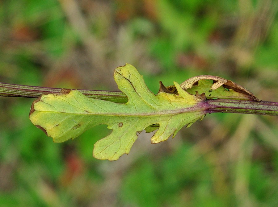 Image of Senecio jacobaea specimen.