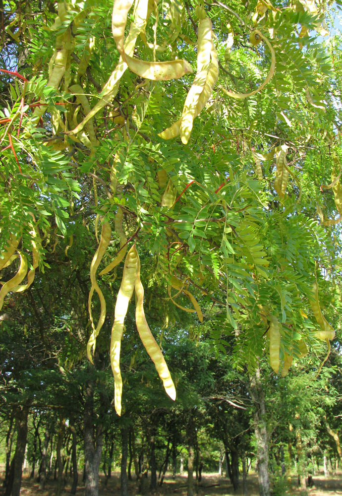 Image of Gleditsia triacanthos specimen.