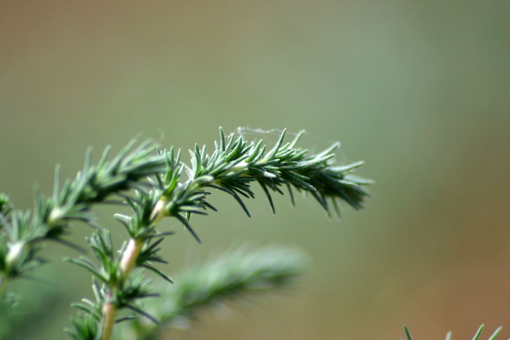 Изображение особи Camphorosma monspeliaca.