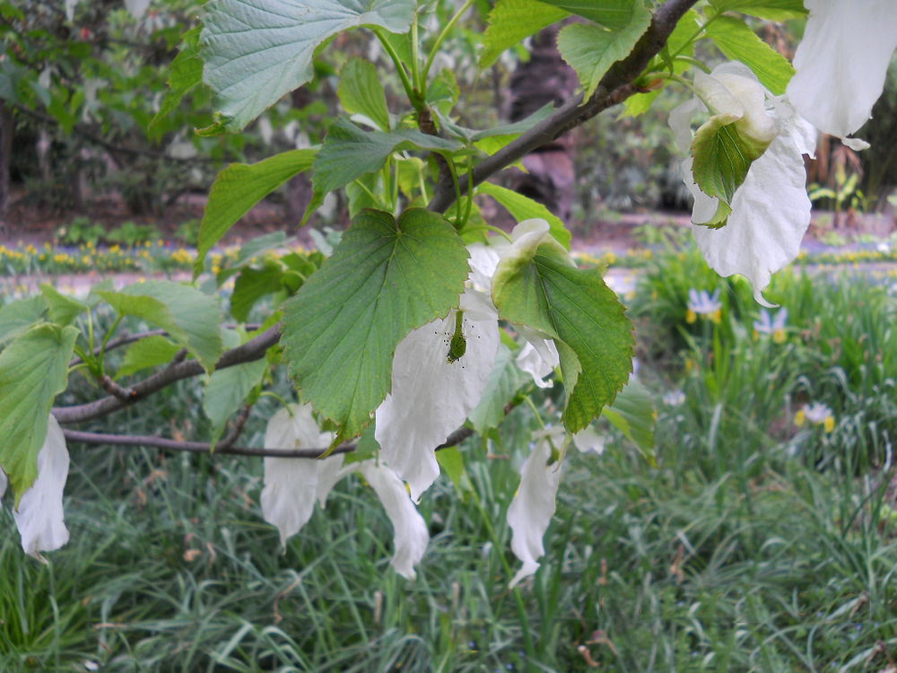 Image of Davidia involucrata specimen.