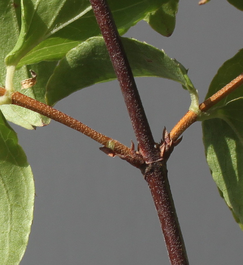 Image of Deutzia &times; carnea specimen.