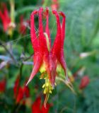 Aquilegia canadensis