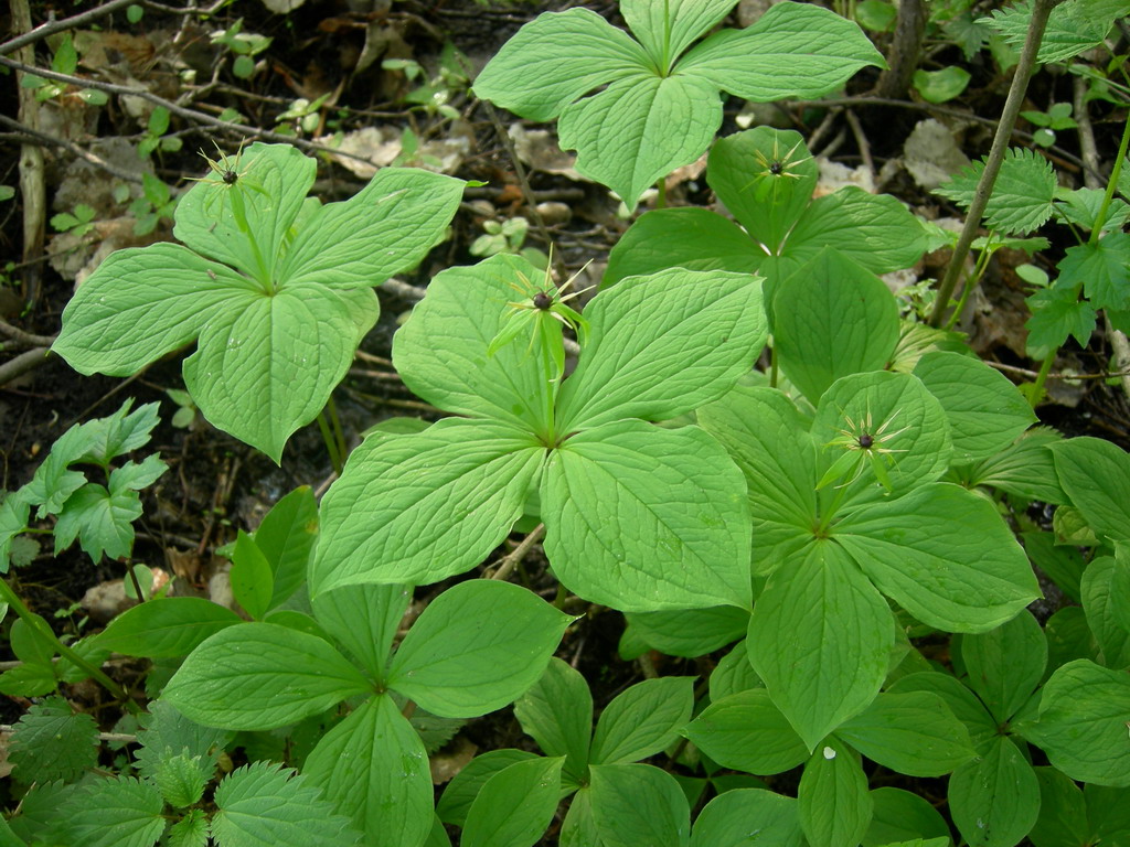 Image of Paris quadrifolia specimen.