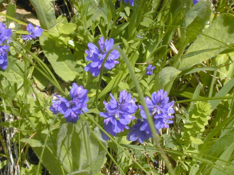 Изображение особи Polygala alpicola.